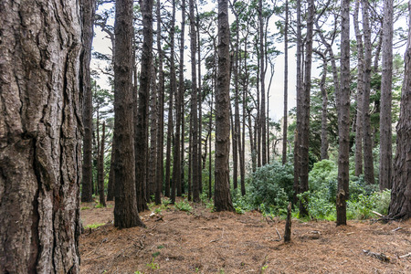 Forest landscape in Mount Victoria in Wellington, New zealand