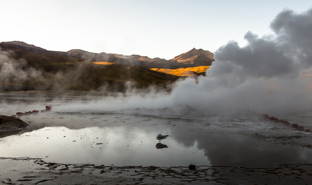 Black-headed gull  at Tatio geysers, Atacama desert, Chileの写真素材
