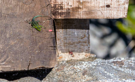 Lizard on the natureの写真素材