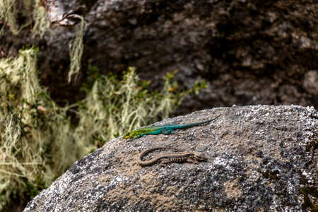 Lizard on a rock at Nahuelbuta National Park, South of Chile.の写真素材