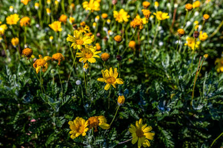 Jerusalem artichoke flowerの写真素材