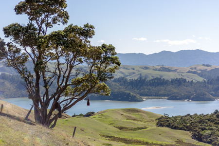 Coromandel Peninsula, North Island, New Zealand