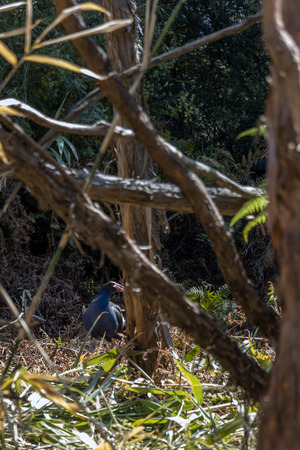 Porphyrio porphyrio in Rotoruaの写真素材