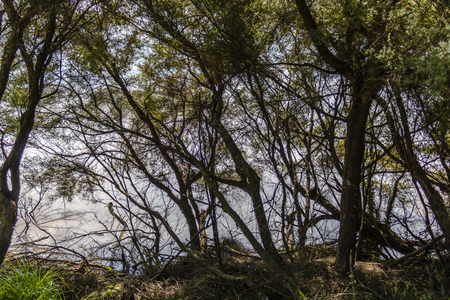 Kuirau Park in Rotorua, New Zealandの写真素材