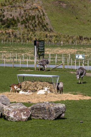 North Island, New Zealand - September 07, 2015: Beautiful animal near Rotorua in New Zealand.のeditorial素材