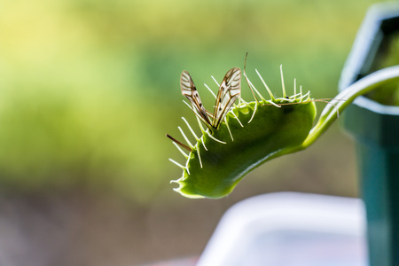 Venus fly trap