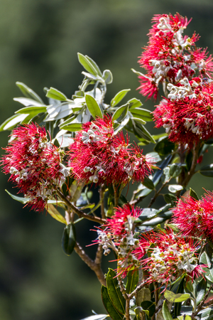 New Zealand Christmas bush Pohutukawaの写真素材