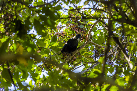 Tui , Native New Zealand bird