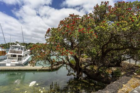 Tutukaka, New Zealand - December 23, 2018: beautiful Pohutukawa red flowers blossom on the wharf of Tutukaka Marina, New Zealand.のeditorial素材