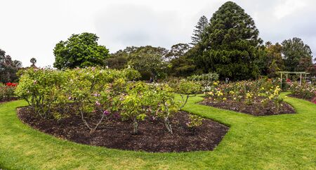 Auckland, New Zealand - December, 23,2018: People enjoying at Parnell Rose Gardens in Auckland, New Zealand.のeditorial素材