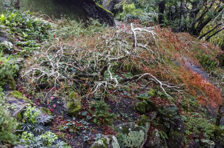 Exotic plants on Wellington Botanic Garden, New Zealand.