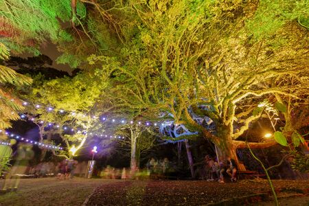 Wellington, New Zealand - January 11, 2019: Gardens Magic - dazzling displays of light amongst the trees of Wellington Botanic Garden, New Zealand.のeditorial素材