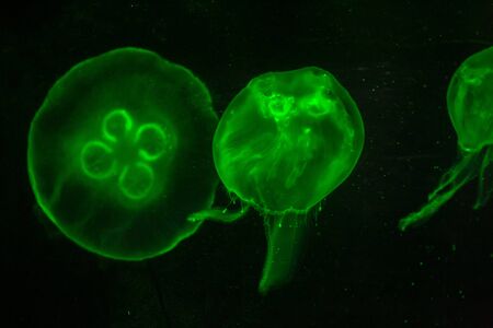 Jellyfish swim in the aquariumの写真素材