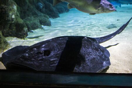 Close up of Short Tail Stingray in the aquarium