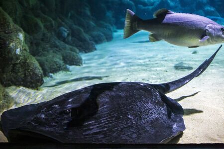 Close up of Short Tail Stingray in the aquariumの写真素材