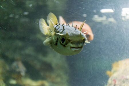 Porcupine pufferfish on the aquariumの写真素材