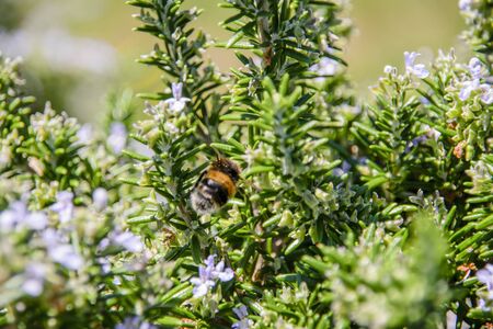 Bumblebee collecting pollen from rosemary flowerの写真素材