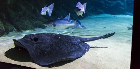 Close up of Short Tail Stingray in the aquariumの写真素材
