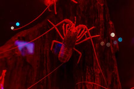 Lobster on a water tank in the aquariumの写真素材