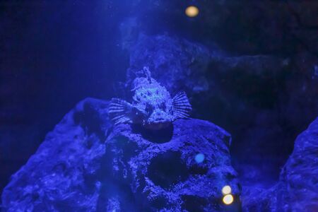 Mandarin fish on tank water in the aquariumの写真素材