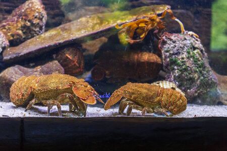 Cute  lobster on a water tank in the aquariumの写真素材