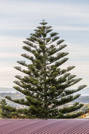 Winter in Browns Bay, Auckland, New Zealandの写真素材