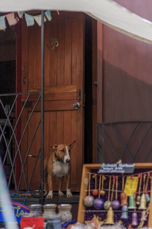 Wellington, New Zealand - December 03, 2017: Dog on a gypsy caravan at The Extravaganza Fair in Wellington, New Zealand.のeditorial素材