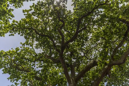 Sun through tall tree in Auckland, New Zealandの写真素材