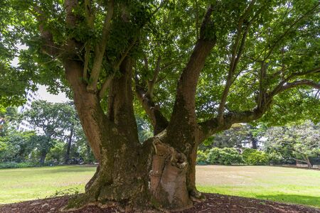 Beautiful day at the gardens of the University Of Auckland in New Zealand.