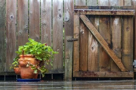 Plants on a rainy day on the garden