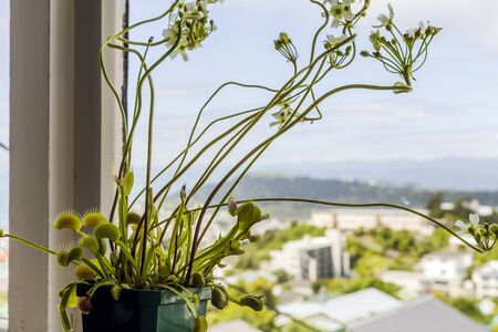 Venus flytrap (Dionaea muscipula), carnivorous plantの写真素材