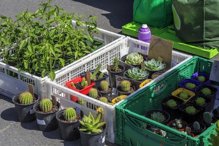 Plants on a street marketの写真素材