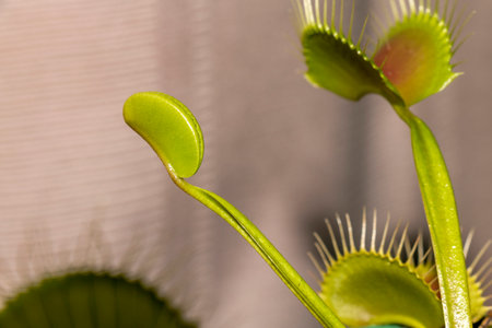 Venus flytrap (Dionaea muscipula), carnivorous plant