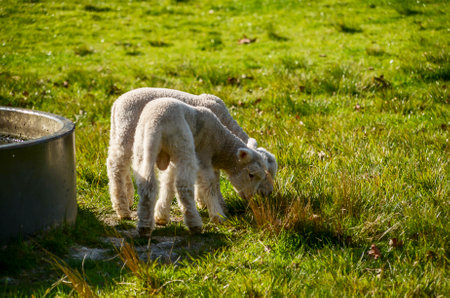 Sheep at One Tree Hill in Auckland, New Zealandの写真素材