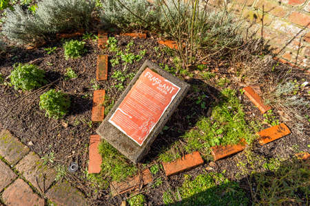 Wellington, New Zealand - August 06, 2018: Woman chasing away some pigeon stealing food from the table in Wellington CBD, New Zealandのeditorial素材