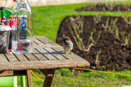 Wellington, New Zealand - August 06, 2018: Woman chasing away some pigeon stealing food from the table in Wellington CBD, New Zealandのeditorial素材