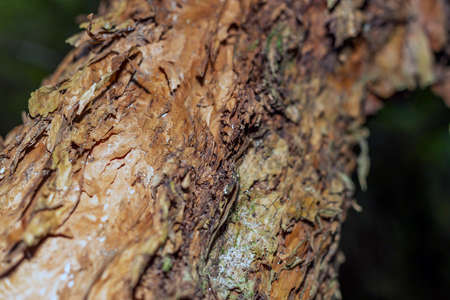 Old dry tree in the dark