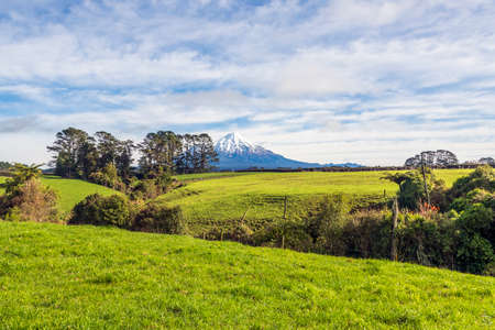 Native flora with lush foliage growing on the whakapapa national park, New Zealandの写真素材