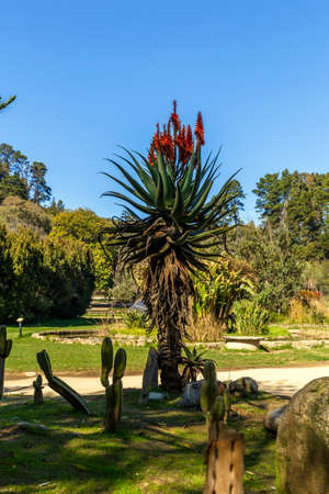A beautiful day at the Botanical gardens of ViÃ±a del Mar, Chile.の写真素材