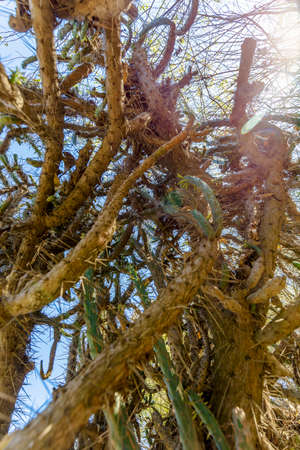 A beautiful day at the Botanical gardens of ViÃ±a del Mar, Chile.