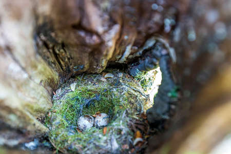 Flock of deers on the meadowの写真素材