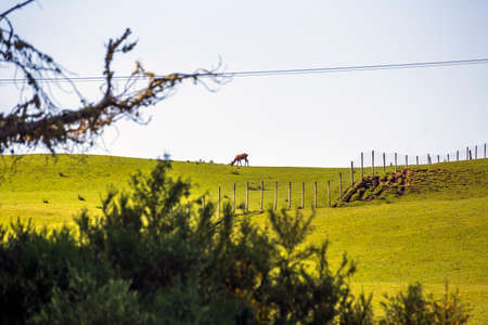 Flock of deers on the meadowの写真素材