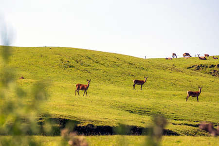 Flock of deers on the meadowの写真素材
