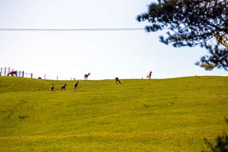 Flock of deers on the meadowの写真素材