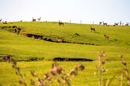 Flock of deers on the meadowの写真素材