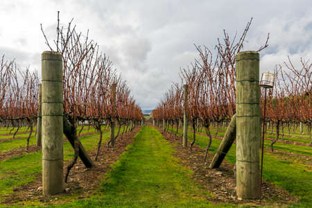 View of the rows of vines in a New Zealand vineyardの写真素材