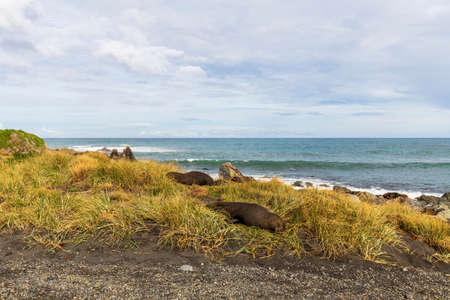 Seals sleeping on Cape Palliser coast, New Zealandの写真素材