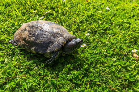 European pond turtle in the grassの写真素材