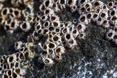 Balanus colony on a stone