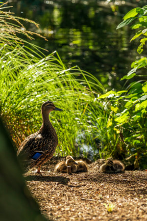 A grass duck with little ducklings next to the pondの写真素材
